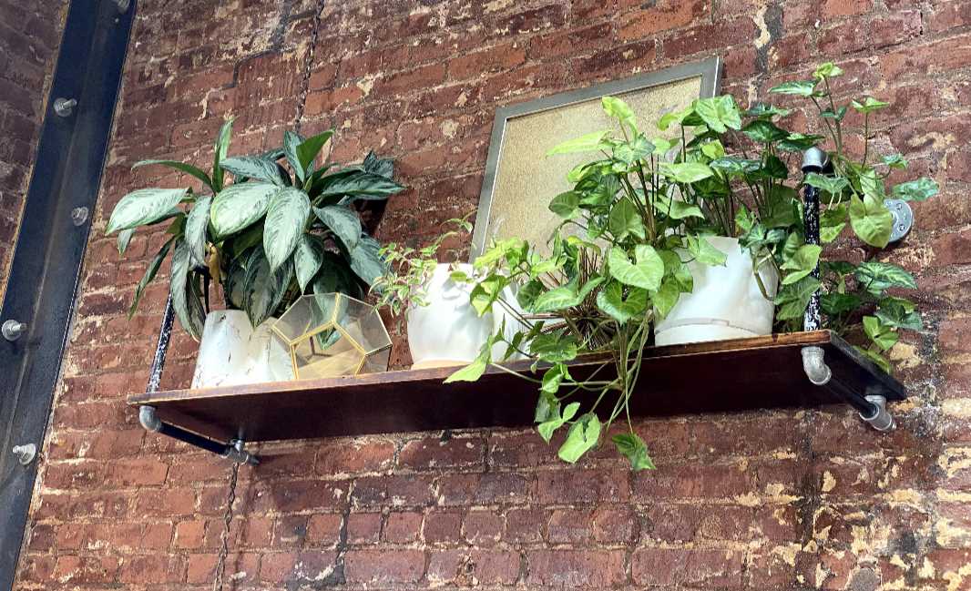 The Owl & The Pussycat Salon